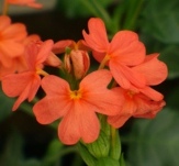 Orange Sherbert Firecracker Flower, Crossandra, Crossandra infundibuliformis 'Orange Sherbert'